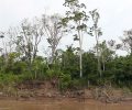 Amazonas (Viagens), vídeo HD, 08'04'', 2010/Amazonas (Travels), HD video, 08'04'', 2010.